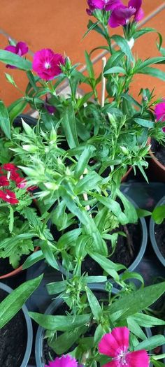 Plants Sweet William