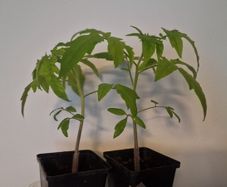 Tomato Plants organic