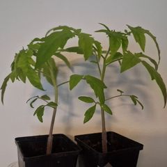 Tomato Plants organic