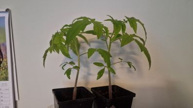 Tomato Plants organic