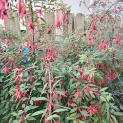 Plant