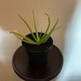 Aloe Vera Plant Image 2