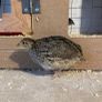 quail Image 6