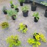 clearance of 15 shrubs and 4 trees Image 2