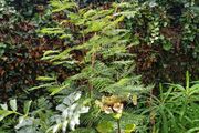 Acacia dealbata tree, mimosa tree 5ft