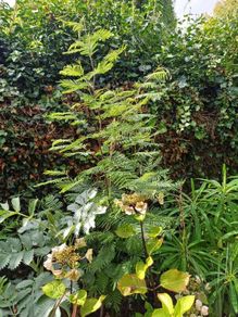 Acacia dealbata tree, mimosa tree 5ft