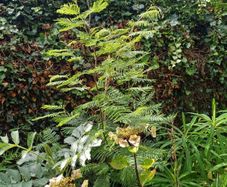 Acacia dealbata tree, mimosa tree 5ft