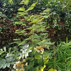 Acacia dealbata tree, mimosa tree 5ft