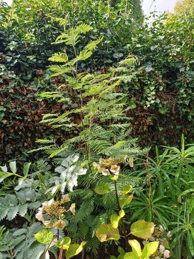 Acacia dealbata tree, mimosa tree 5ft