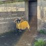 Lanark rams Image 9