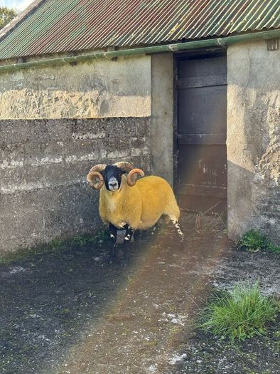 Lanark rams