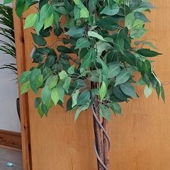 Artifical plants