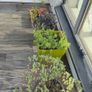 5 plants and garden stuff Image 5