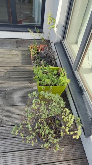 5 plants and garden stuff
