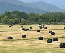Silage Bales - First Cut