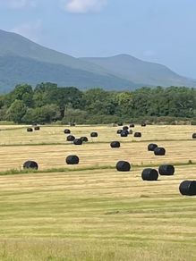 Silage Bales - First Cut