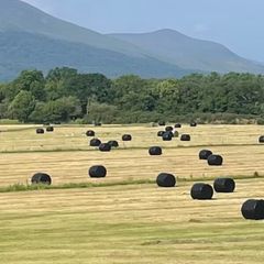 Silage Bales - First Cut