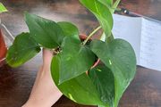 Golden pathos house plant