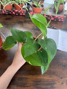 Golden pathos house plant