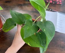 Golden pathos house plant