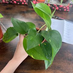 Golden pathos house plant