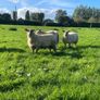 Texel/ Rouge Rams Image 9