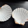 2 Shells Image 2