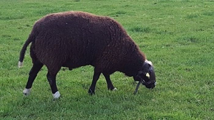 Sheep ram guard
