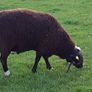 Sheep ram guard Image 3