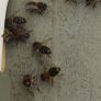 Queen bees mated and non mated as well Image 4