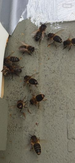 Queen bees mated and non mated as well