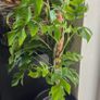 Rhaphidophora Tetrasperma (Mini Monstera) Image 4