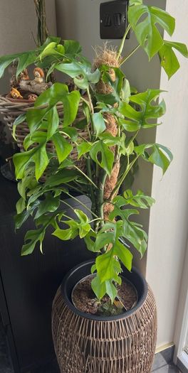 Rhaphidophora Tetrasperma (Mini Monstera)