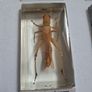 resin encased insects Image 6