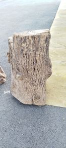 Tree Stumps