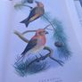 Large hardback book on bird illustrations, D18 post 7e Image 5