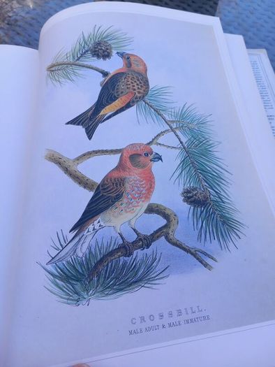 Large hardback book on bird illustrations, D18 post 7e