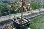Palm Plant and huge Pot