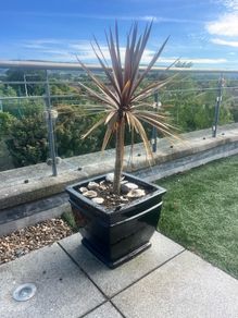 Palm Plant and huge Pot