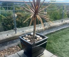 Palm Plant and huge Pot