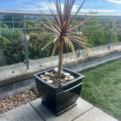 Palm Plant and huge Pot