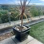 Palms in huge Pots Image 3