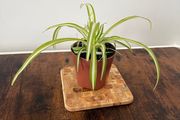 Spider plant house plant