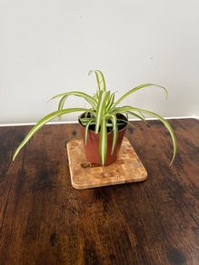 Spider plant house plant