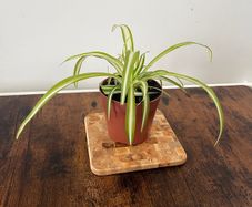 Spider plant house plant
