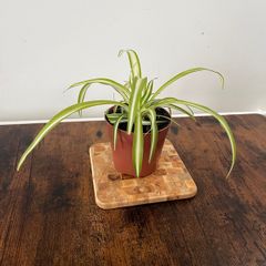 Spider plant house plant