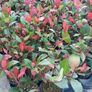 Red Robin Hedging Image 2
