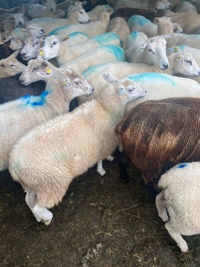 Ewe Lambs
