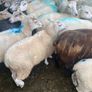 Ewe Lambs Image 10