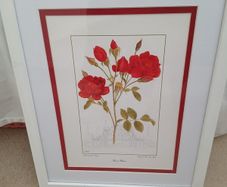 Beautiful Botanical Framed Print